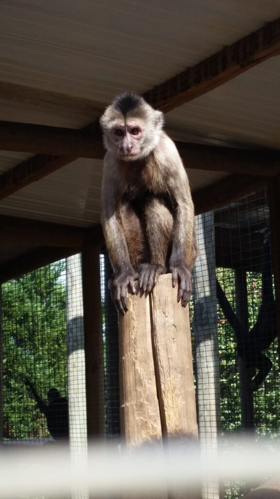 White Fronted Capuchin Monkey Home   20161020 114549 576x1024 