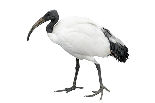 African Sacred Ibis - Home