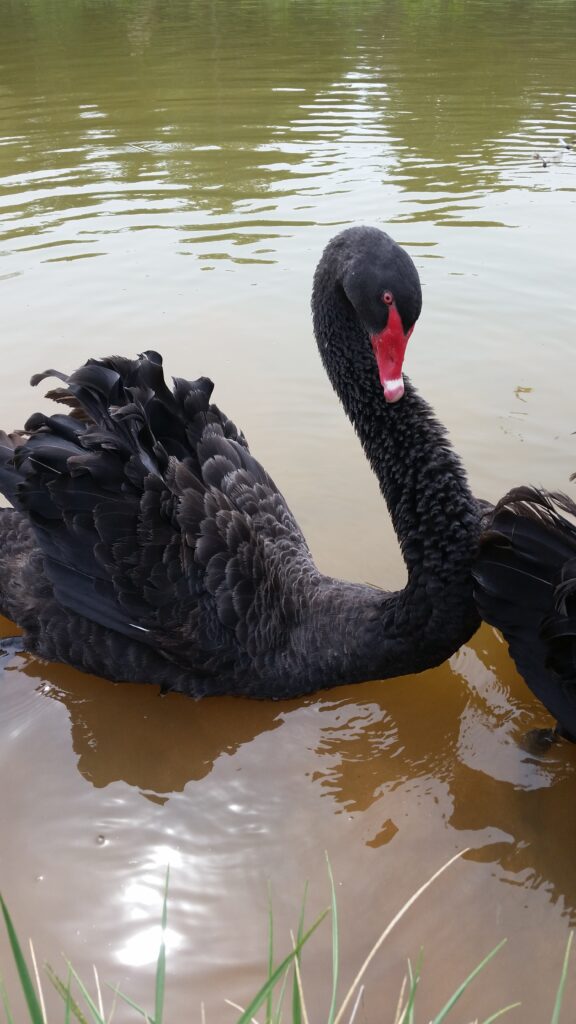 Australian Black Swan - Home