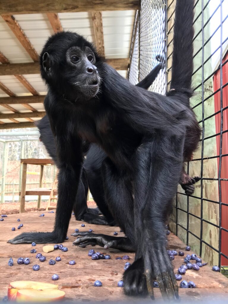 Black handed spider monkey home