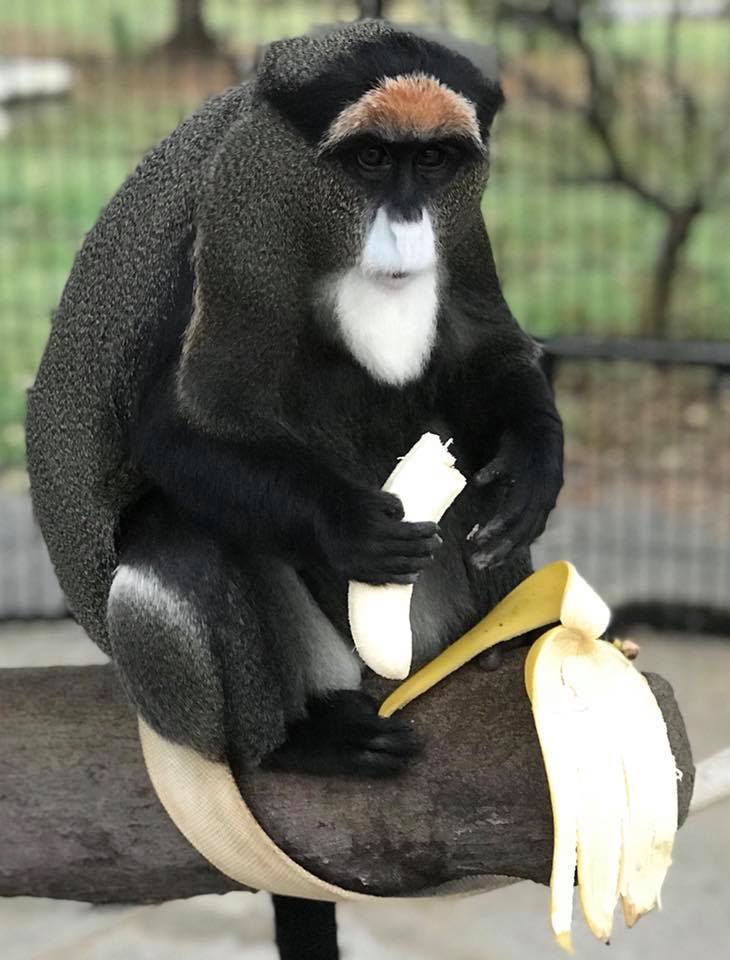 De Brazza's Monkey