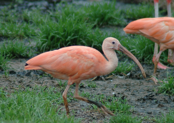 Scarlet Ibis - Home