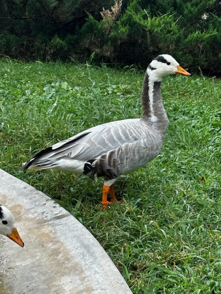 Barhead Goose - Home